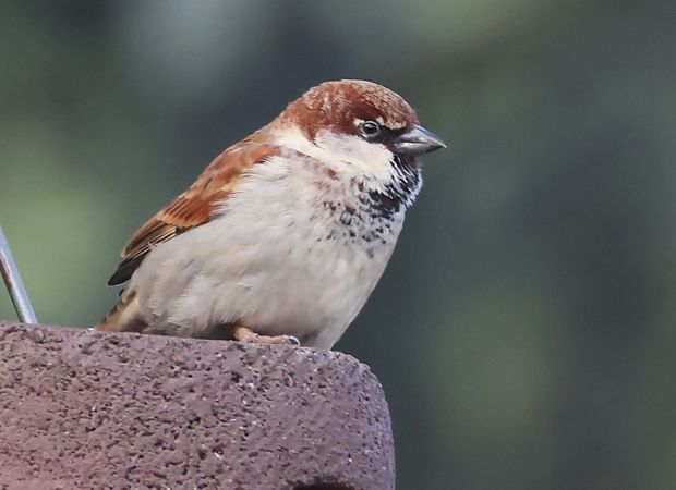 Passera d'Italia  - Horand Maier