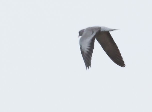 Colombella  - Horand Maier