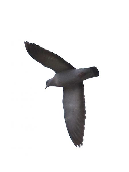 Colombella  - Horand Maier