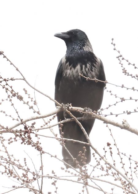 Ibrido Cornacchia nera x grigia  - Horand Maier