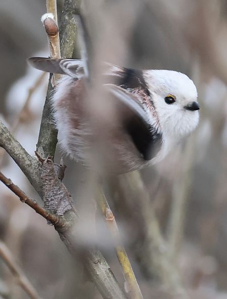 Codibugnolo testabianca  - Horand Maier