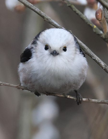 Codibugnolo testabianca  - Horand Maier