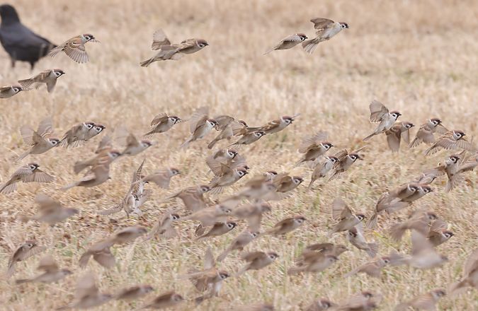 Passera mattugia  - Horand Maier