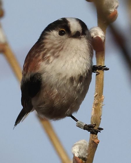 Codibugnolo  - Horand Maier