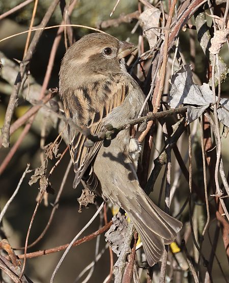 Passera d'Italia  - Horand Maier