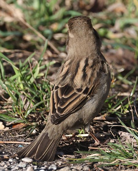 Passera d'Italia  - Horand Maier