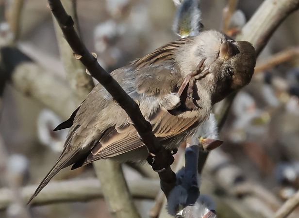 Italian Sparrow  - Horand Maier