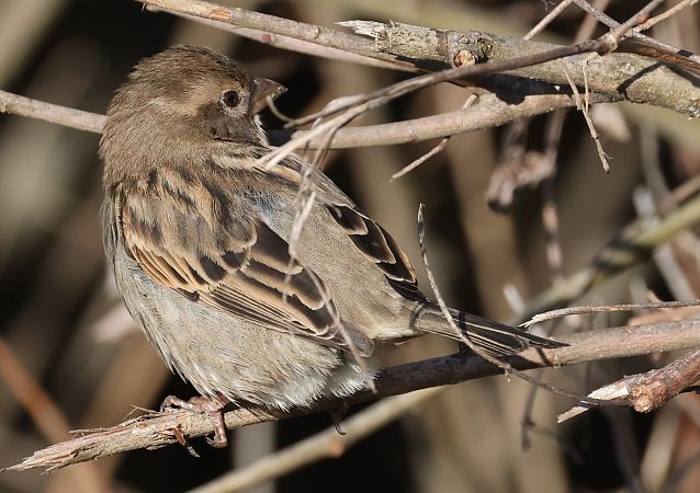 Passera d'Italia  - Horand Maier