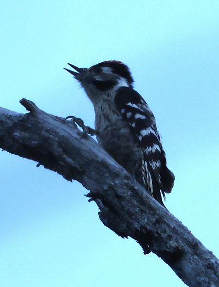 Picchio rosso minore  - Horand Maier