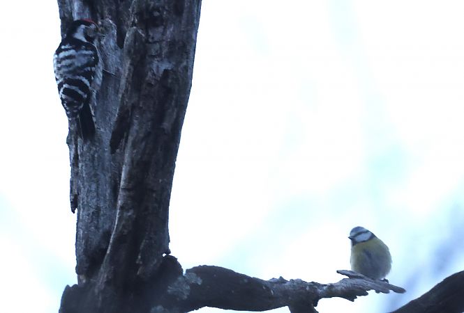 Picchio rosso minore  - Horand Maier