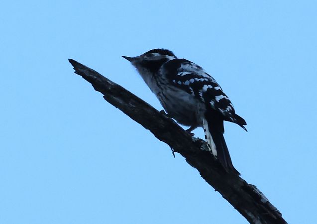 Picchio rosso minore  - Horand Maier