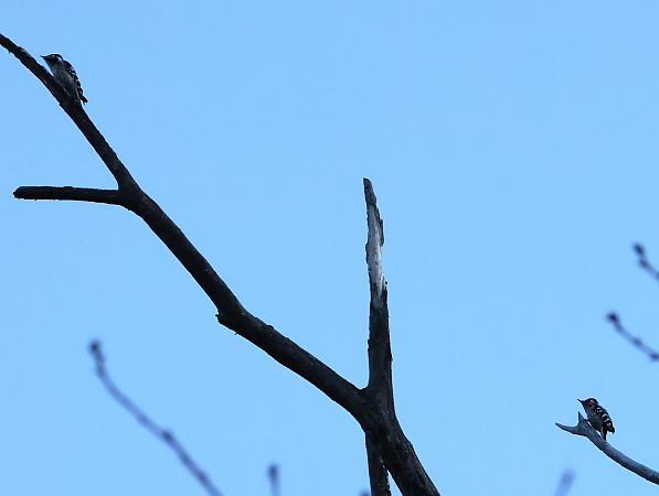 Pic épeichette  - Horand Maier