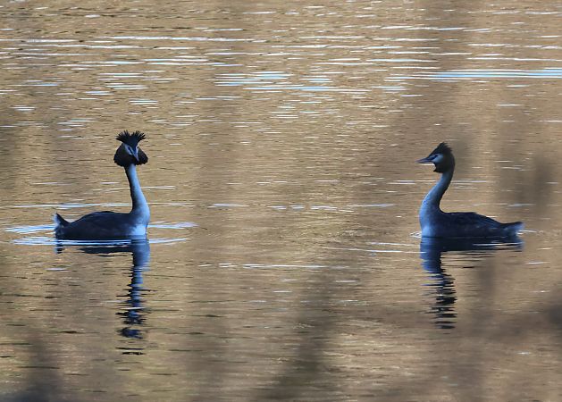 Svasso maggiore  - Horand Maier