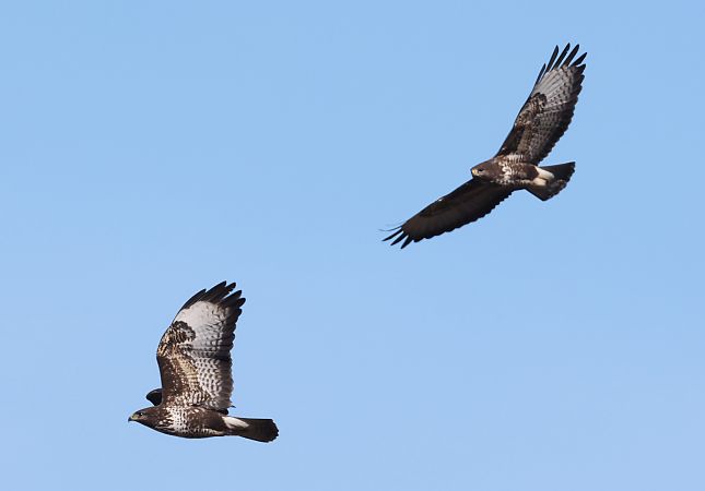 Poiana  - Horand Maier