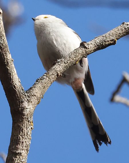 Codibugnolo  - Horand Maier