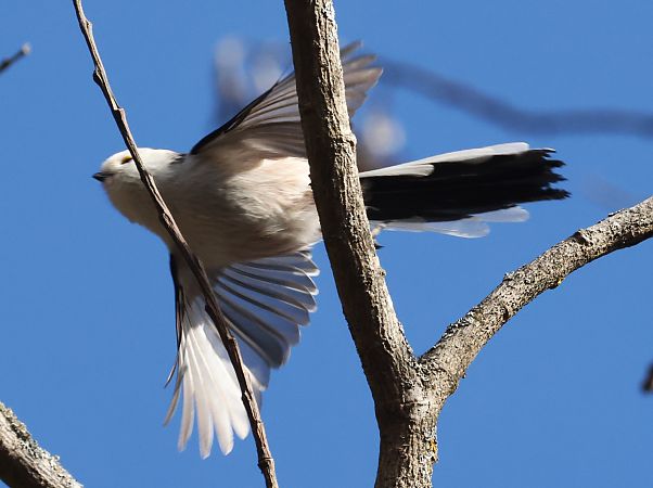 Long-tailed Tit  - Horand Maier
