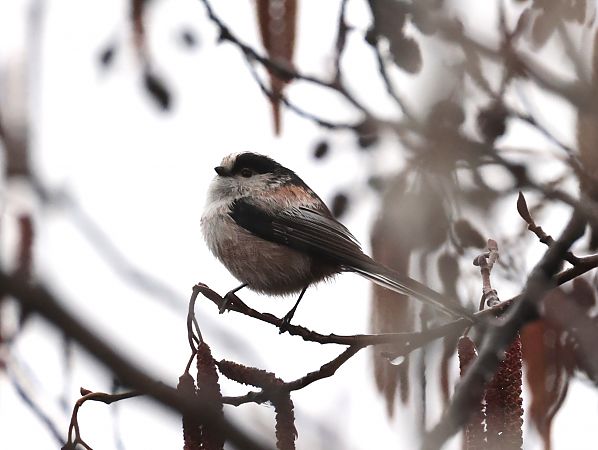 Codibugnolo  - Horand Maier