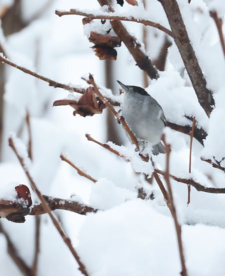 Mönchsgrasmücke  - Horand Maier