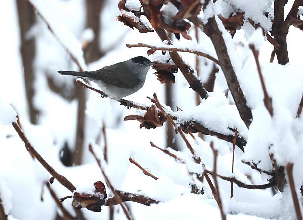 Capinera  - Horand Maier