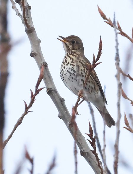 Tordo bottaccio  - Horand Maier