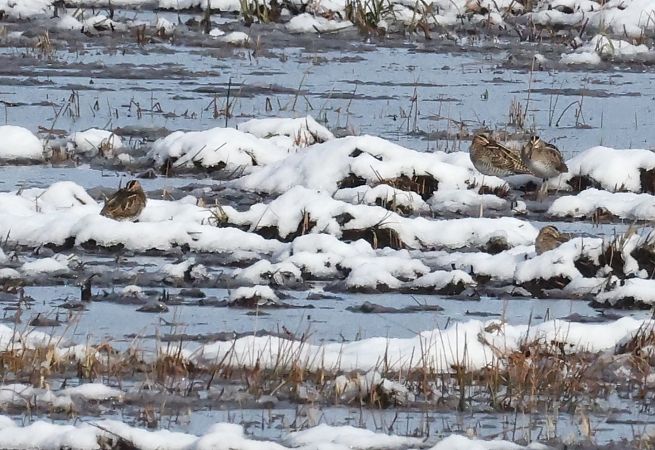 Beccaccino  - Horand Maier