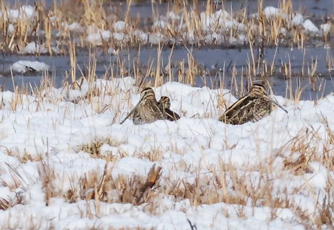 Bécassine des marais  - Horand Maier