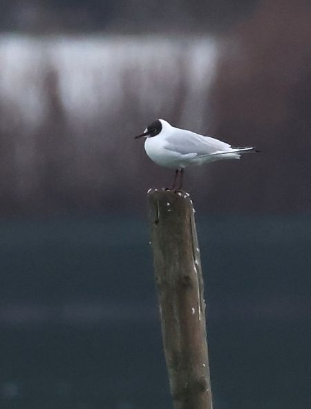 Gabbiano comune  - Horand Maier