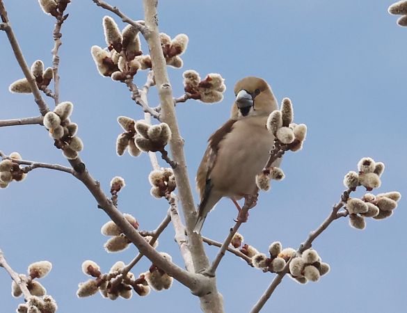 Frosone  - Horand Maier