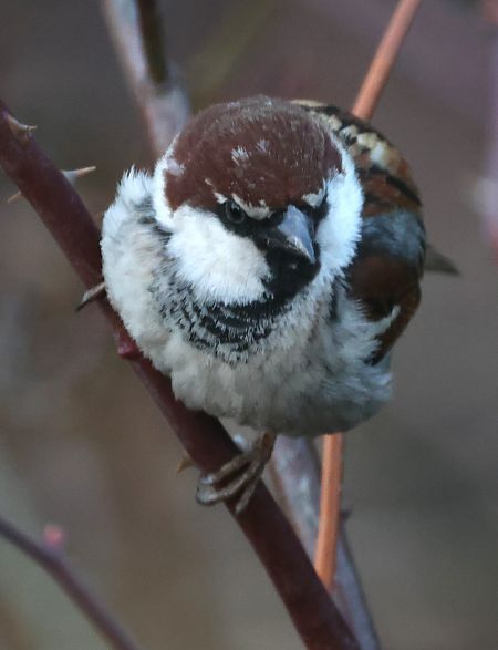 Passera d'Italia  - Horand Maier