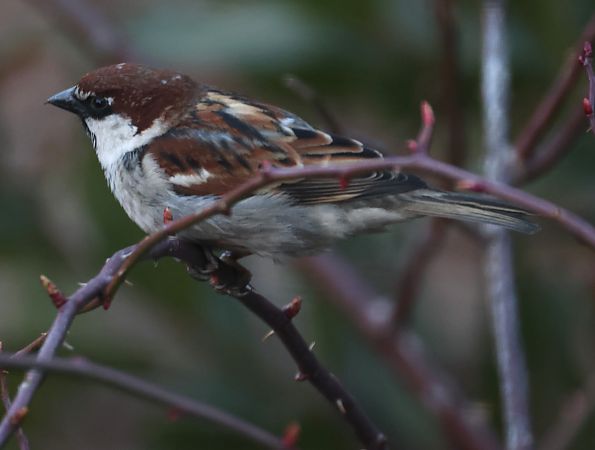 Passera d'Italia  - Horand Maier