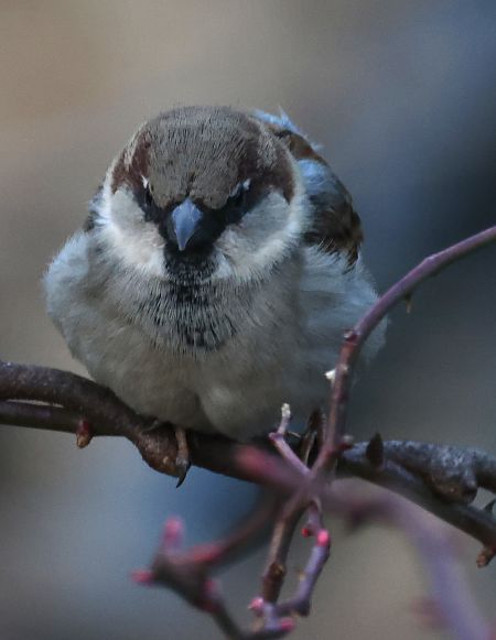 Passera oltremontana  - Horand Maier