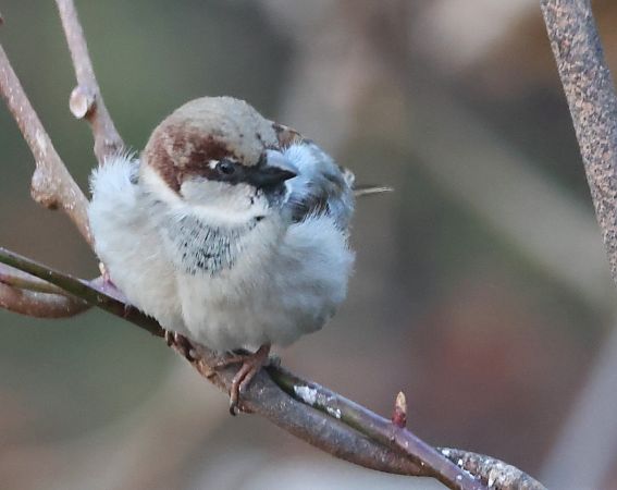 Passera oltremontana  - Horand Maier