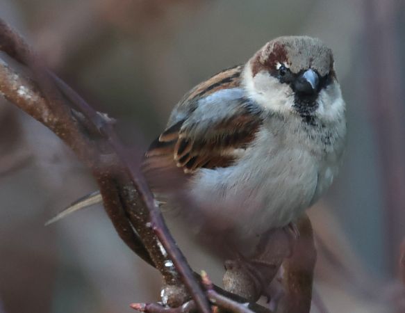 Passera oltremontana  - Horand Maier