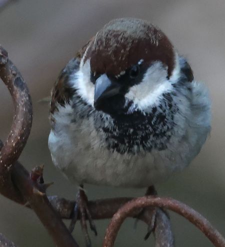 Ibrido Passera d’Italia x europea  - Horand Maier