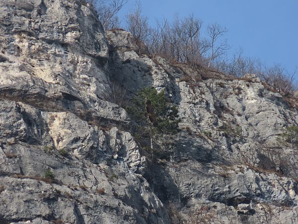 Kaiseradler  - Eugenio Osele