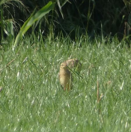 Calandro  - Stefano Zanotto