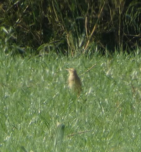 Calandro  - Stefano Zanotto