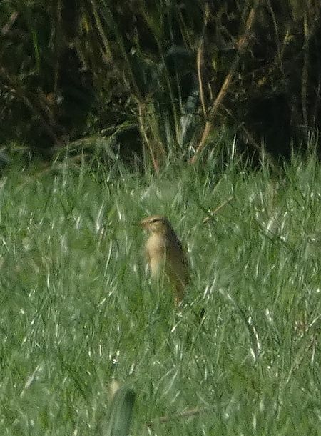 Calandro  - Stefano Zanotto