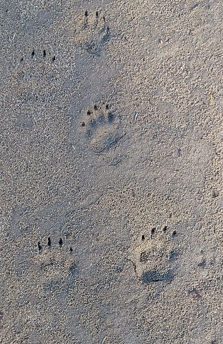 Tasso  - Leonardo Mostini