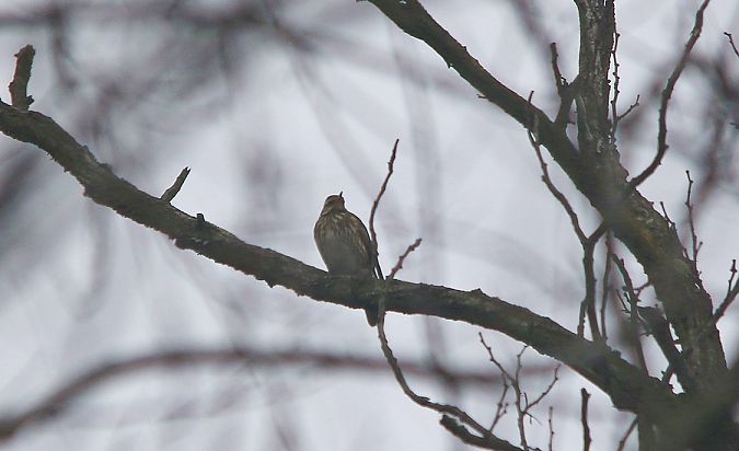 Tordo sassello  - Pietro Arienti