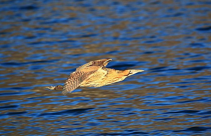 Tarabuso  - Pietro Arienti