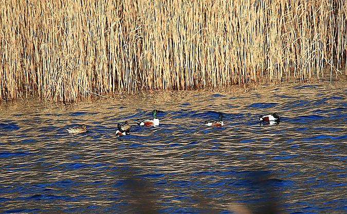 Mestolone  - Pietro Arienti