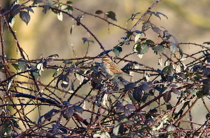 Migliarino di palude  - Pietro Arienti