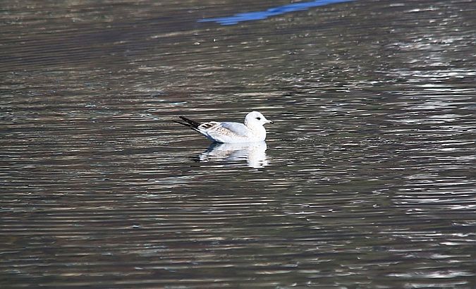 Gavina  - Pietro Arienti