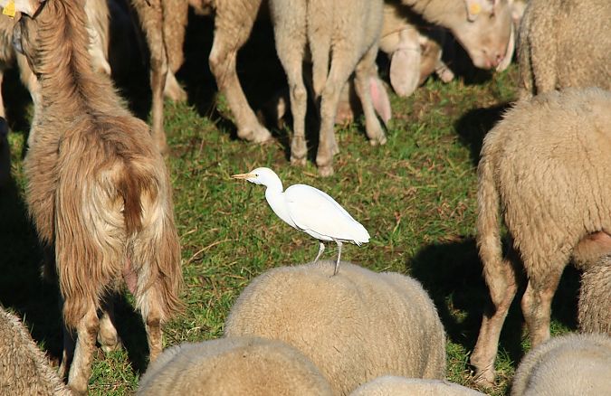 Airone guardabuoi  - Pietro Arienti
