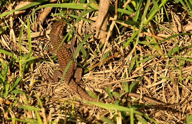 Lucertola campestre  - Rémi Fonters