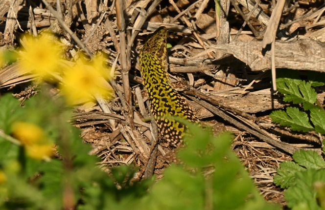 Lucertola campestre  - Rémi Fonters