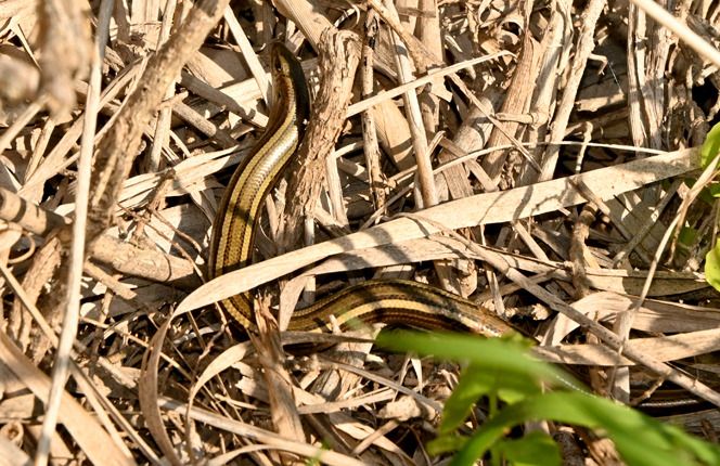 Luscengola comune  - Rémi Fonters