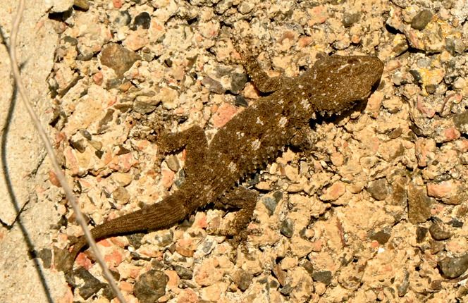 Moorish Gecko  - Rémi Fonters