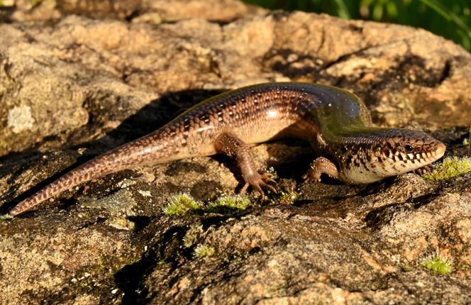 Gongilo  - Rémi Fonters